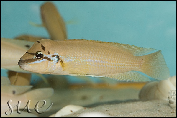 Chalinochromis brichardi